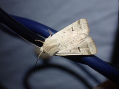 Dichagyris variabilis