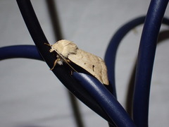 Dichagyris variabilis