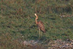 Ardea purpurea manilensis