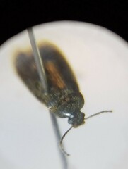 Hymenorus