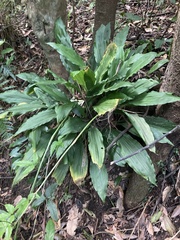 Calanthe