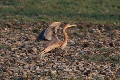 Ardea purpurea manilensis