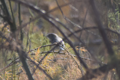 Polioptila