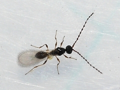 Trichopria