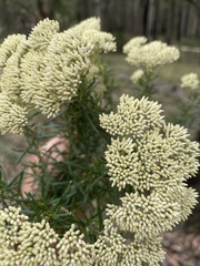 Cassinia longifolia