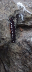 Nyctemera adversata