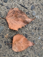 Betula platyphylla