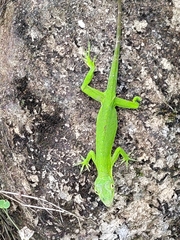 Anolis biporcatus