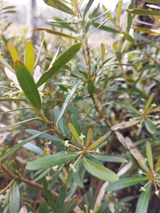 Tasmannia xerophila