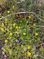 Goodenia hederacea alpestris