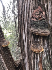 Pyrofomes juniperinus