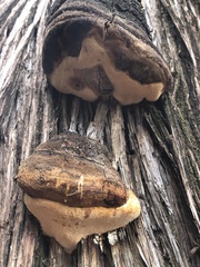 Pyrofomes juniperinus