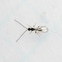 Trichopria