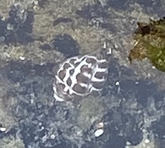 Tenguella marginalba