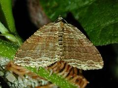 Anticlea multiferata