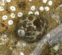 Tenguella marginalba