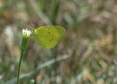 Eurema smilax