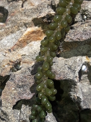Caulerpa geminata