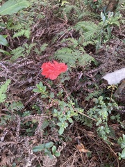 Rhododendron nakaharae