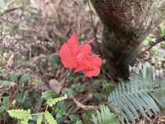 Rhododendron nakaharae