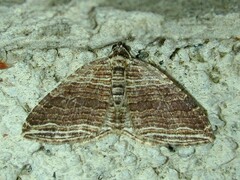 Anticlea multiferata