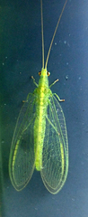 Mallada basalis