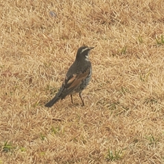Turdus eunomus