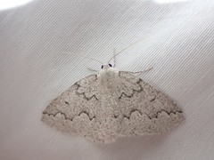 Sabulodes packardata