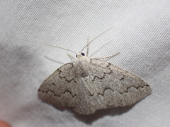 Sabulodes packardata