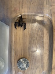 Hormurus