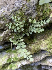 Asplenium dentatum