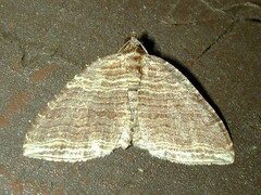 Anticlea multiferata