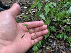 Hylodesmum leptopus