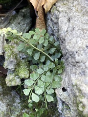 Asplenium dentatum