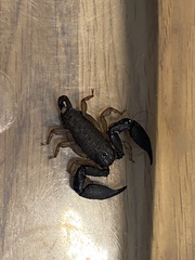 Hormurus