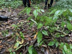 Hylodesmum leptopus
