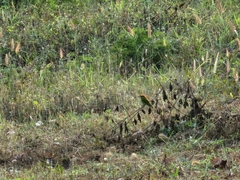 Merops orientalis ferrugeiceps