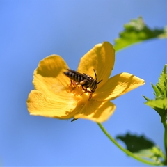 Apoidea