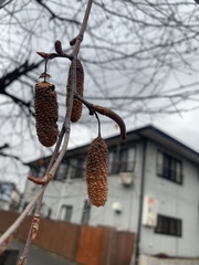 Betula platyphylla