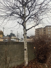 Betula platyphylla