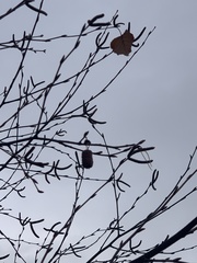 Betula platyphylla