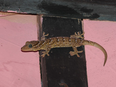 Gekko smithii
