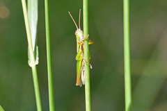 Bermius brachycerus