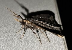 Adrapsa ablualis