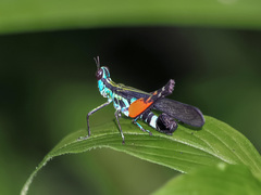 Erucius dimidiatipes