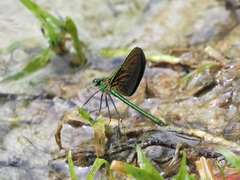 Neurobasis chinensis