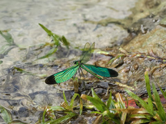 Neurobasis chinensis