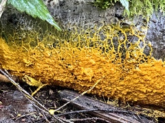 Badhamia utricularis