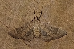 Pilocrocis ramentalis