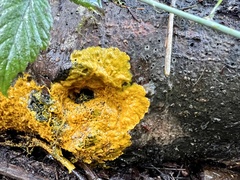 Badhamia utricularis